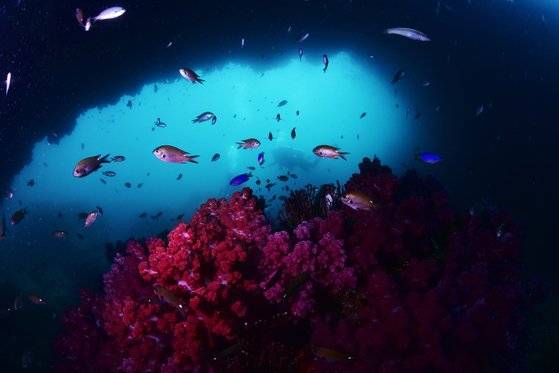 제주도 문섬 주변 바닷속에서 발견된 산호 군락. 이선명 수중사진작가