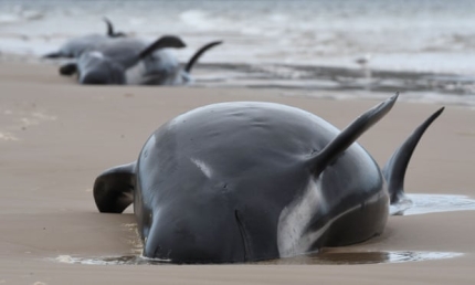 사진=AFP 연합뉴스. 호주 태즈메이니아에서 파일럿 고래 약 470마리가 이틀 새 모래톱에 걸려 바다로 돌아가지 못한 채 떼죽음을 당했다