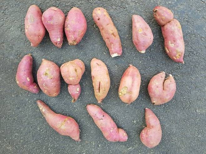 11번가는 대놓고 못난이 농산물을 판매하는 브랜드를 '어글리러블리'를 론칭했다. 상품의 질에는 문제 없지만 외관상 못생겼단 이유로 폐기되는 제철 농산물을 저렴하게 판매한다. 사진은 어글리러블리 고구마. /11번가