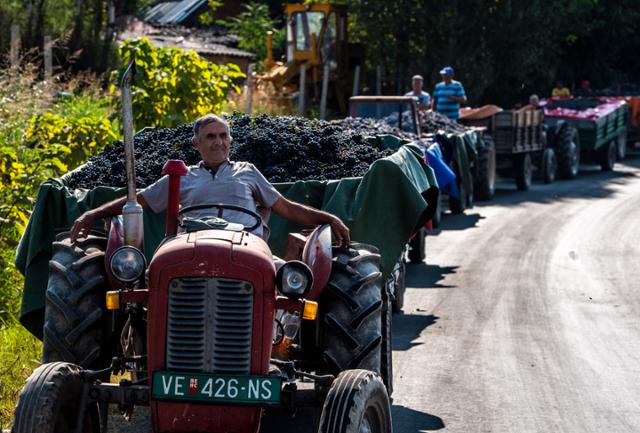 북마케도니아 네고티노에서 22일 포도농부들이 수확한 포도를 팔기 위해 대기하고 있다. 네고티노=EPA 연합뉴스