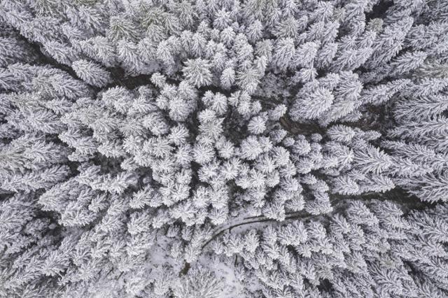 26일 오스트리아 그로스글로크너산의 나무에 하얀 눈이 덮여 있다. 오스트리아=AFP 연합뉴스