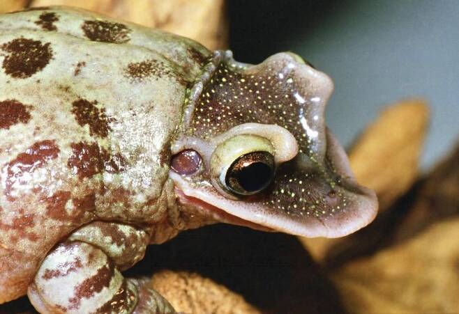 오리주둥이 개구리의 모습(사진=블라디미르 모티크)