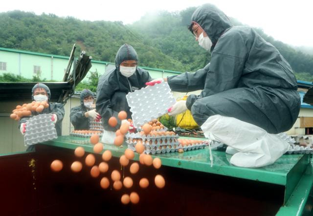 2017년 8월 살충제 성분이 초과 검출된 경기 광주시 곤지암읍의 한 산란계 농가에서 방역 관계자들이 부적합 판정을 받은 계란을 폐기하고 있다. 연합뉴스