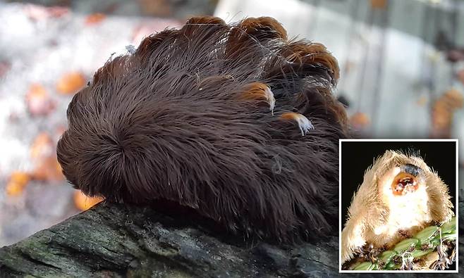 살인 말벌 이어 ‘맹독성 애벌레’ 미국서 대량 발생…긴급 이송 피해자 속출