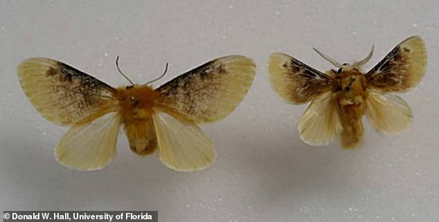 남부 플란넬 나방의 성충 모습.(사진=도널드 홀/플로리다대)