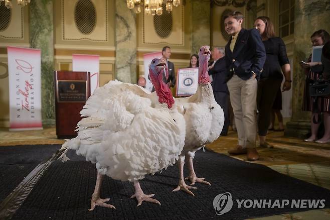 지난해 추수감사절 당일인 11월 25일(현지시간) 워싱턴DC에서 대통령 사면을 기다리는 칠면조 두 마리 [EPA=연합뉴스 자료사진]
