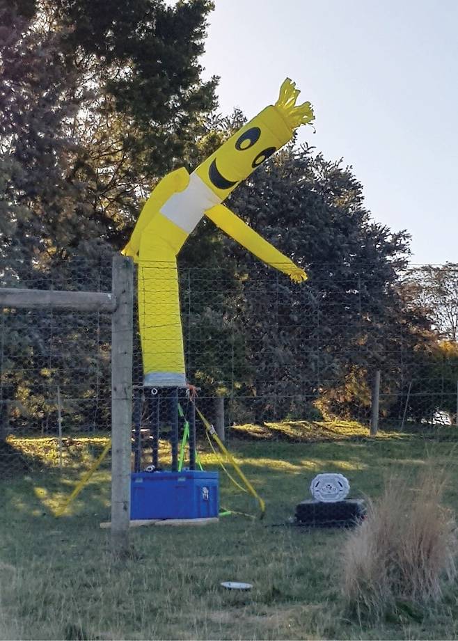 호주 연구자들이 딩고를 대상으로 실험한 춤추는 풍선 인형. 브래들리 스미스 외 (2020) ‘태평양 보전 생물학’ 제공