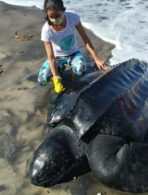 브라질 북동부 해변에서 탈진 상태로 발견된 멸종 위기의 장수거북(leatherback sea turtle)이 구조된 지 열흘 만에 죽음을 맞았다. (사진=브라질 뉴스포털 G1, 연합뉴스)