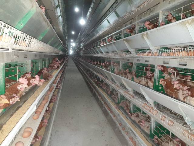 주엽나무 열매 복합추출물을 이용한 닭 진드기 살충제를 사용하고 2주후 93% 이상의 살충효과를 보였다. 사진은 93.5%의 살충효과를 보인 B농장 모습. /사진제공=경기도