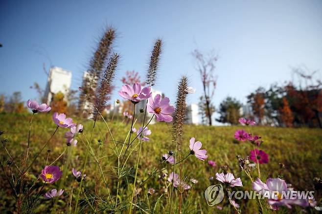 파란 하늘, 코스모스 (세종=연합뉴스) 박동주 기자 = 완연한 가을 날씨를 보인 30일 오후 세종시 해지개2교 인근에 코스모스가 피어 있다. 2020.10.30 pdj6635@yna.co.kr