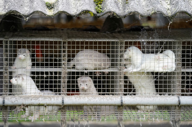 9일(현지시간) 덴마크 북유틀란트의 한 농장 우리에 밍크 여러 마리가 갇혀 있다. 덴마크 당국은 변종 코로나19 바이러스 발견과 관련해 최대 1700만 마리의 밍크를 도살하겠다는 계획을 발표했다./사진=로이터 연합뉴스