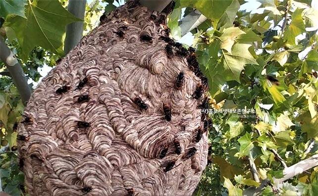 등검은말벌의 집. 최문보 경북대 교수 제공.