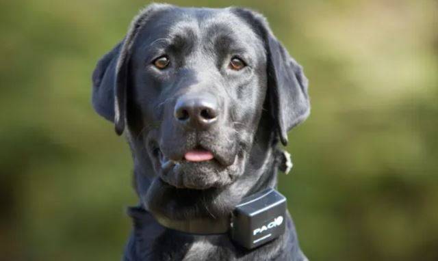 행동학적으로 개들은 잘못을 처벌하는 '부정강화'를 이해하지 못한다. 대신에 바람직한 행동을 칭찬하면 이를 반복하는 '긍정강화'에 익숙하다. 출처: theguardian