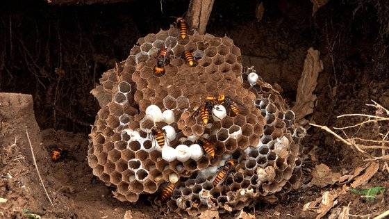 지난 9월 인천광역시 중구 영종도의 한 야산에서 발견한 장수말벌집. 왕준열