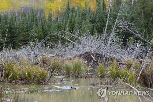 숲속의 물길을 막아 댐을 건설한 보야저국립공원 비버 [Tom Gable/Voyageurs Wolf Project via AP=연합뉴스]