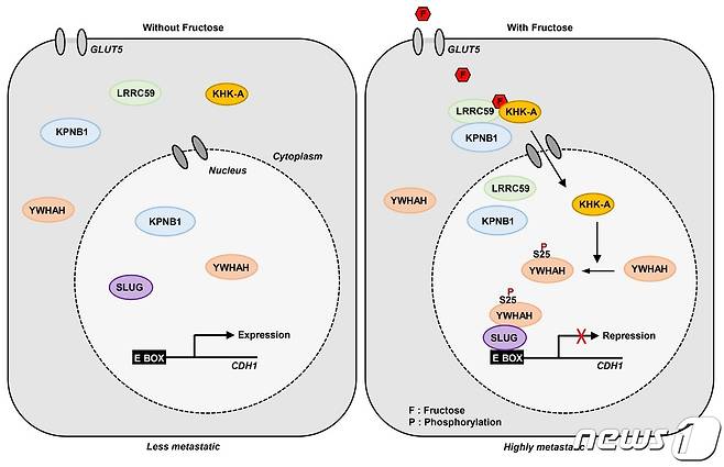 본 연구에서 규명된 ‘Fructose – KHK-A - YWHAH’신호전달 체계(사진제공:서울대 박종완 교수) © 뉴스1