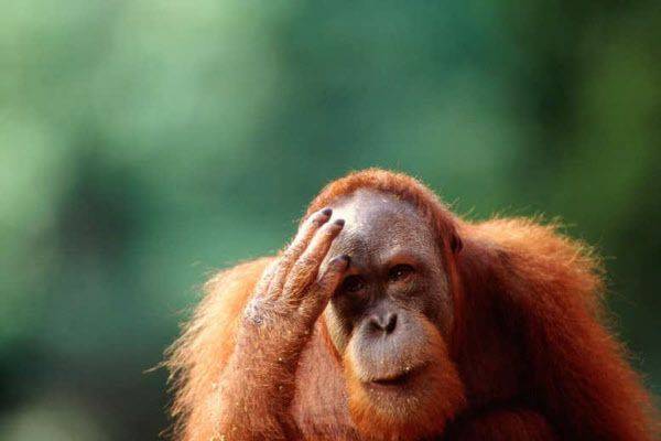 머리를 긁고 있는 오랑우탄. 하품과 달리 몸을 긁는 행동을 따라하는 것은 부정적 감정과 관련이 있다고 밝혀졌다.