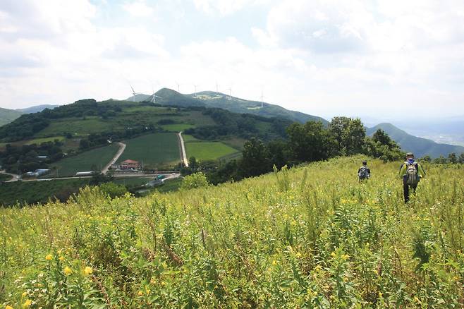 722.9m봉을 지나 묵은 고랭지 채소밭을 헤치고 내려서면 풍력발전기가 설치된 화산이 손을 뻗으면 잡힐 것 같다.
