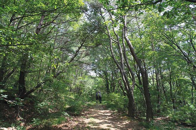 북문을 지나면 만나는 넓은 숲길은 단풍이 물들면 꽤 운치 있을 것 같다.
