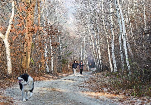 지역 주민이 횡성 안흥면과 평창 방림면을 잇는 옛 42번 국도 '문재옛길' 초입의 자락나무숲을 걷고 있다. '상안리 명품숲'이라는 팻발을 달고 있지만 아는 사람이 많지 않아 인적이 거의 없는 곳이다.
