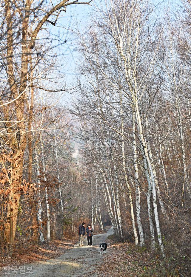 문재옛길 초입의 자작나무 군락. 매끈하게 다듬은 인제 자작나무숲과는 또 다른 원시의 매력을 풍긴다.