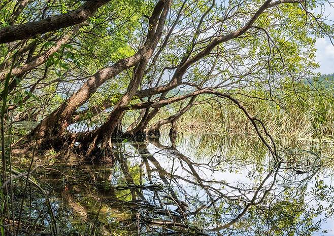 구불구불 뻗어 나간 왕버드나무 군락지