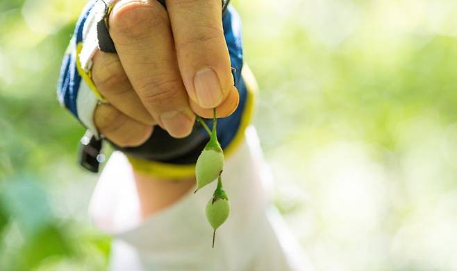 귀에 걸면 귀고리가 되는 때죽나무 열매