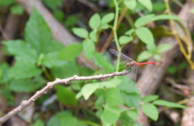 나무가지인 척하는 고추잠자리