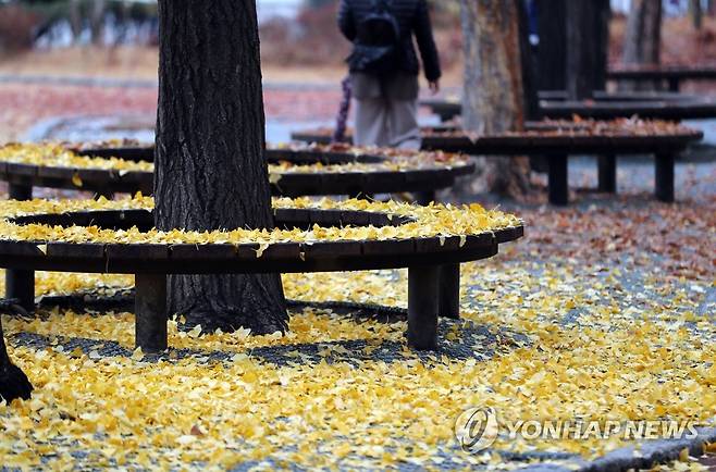 밤사이 내린 비에…. (서울=연합뉴스) 최재구 기자 = 18일 오전 서울 중구 국립중앙의료원 정원에 밤사이 내린 비로 떨어진 낙엽이 쌓여 있다. 2020.11.18 jjaeck9@yna.co.kr