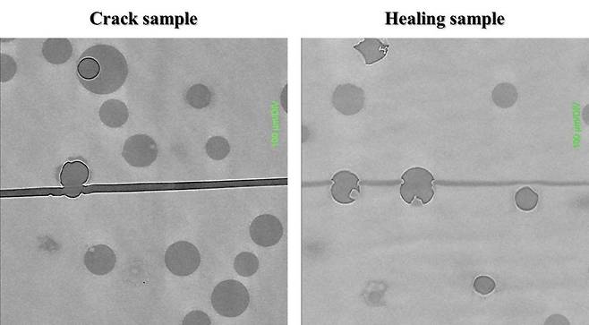 자가치유 폴리이미드 액정보호막의 자가복원 실험 사진 PDMS 박막층에 손상(왼쪽 사진 검은 선)이 생기면 아마인유 마이크로캡슐(짙은 회색 원들)이 터져 아마인유가 흘러나와 손상이 복원(오른쪽 사진)된다. [한국과학기술연구원 제공. 재판매 및 DB 금지]