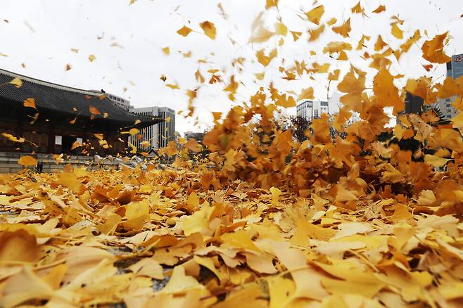 Autumn leaves on the grounds of Deoksu Palace