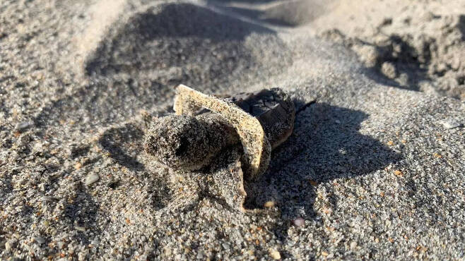 해변에 버려진 플라스틱 쓰레기에 몸이 얽힌 새끼 거북의 모습(사진=AFP 연합뉴스)