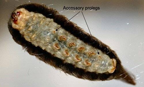 밑에서 본 남부 플란넬 나방 애벌레의 모습. Donald W. Hall, University of Florida