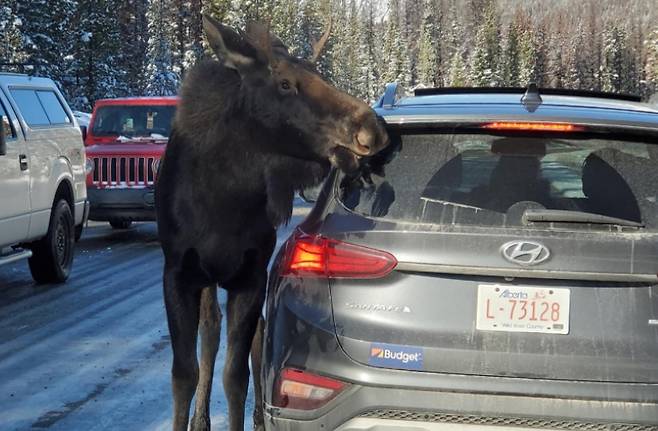 차량 위에 남아있는 제설용 소금을 먹기 위해 접근한 캐나다 무스