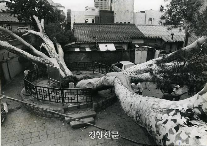 1990년 통의동 쓰러진 백송./우철훈 선임기자