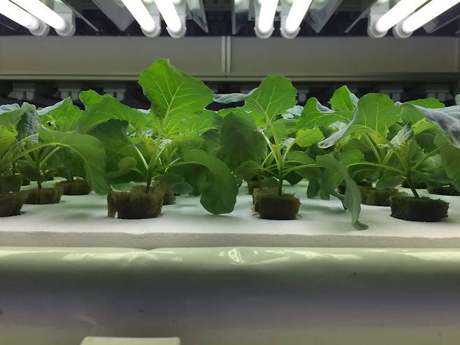 강릉분원 천연물연구소 스마트팜에서 재배한 저칼륨 케일