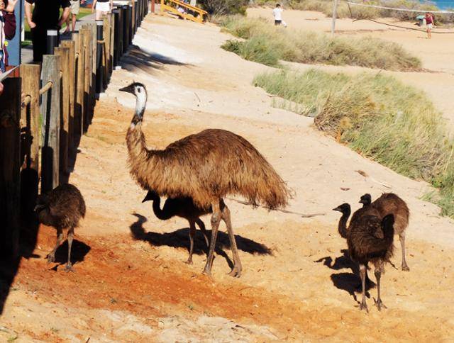 에뮤에게 '일단 너는 나중에 보자'는 허세를 부린다. 다음에 볼 수 있으니 뒷전으로 밀린다. 성년기의 에뮤는 키가 무려 1.8m다. ⓒ강미승