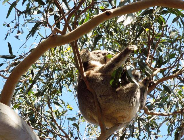 하루에 고작 2~4시간 깨어 있는 코알라를 보는 행운. '물이 없다'는 뜻의 코알라는 식물로 수분을 섭취한다. ⓒ강미승