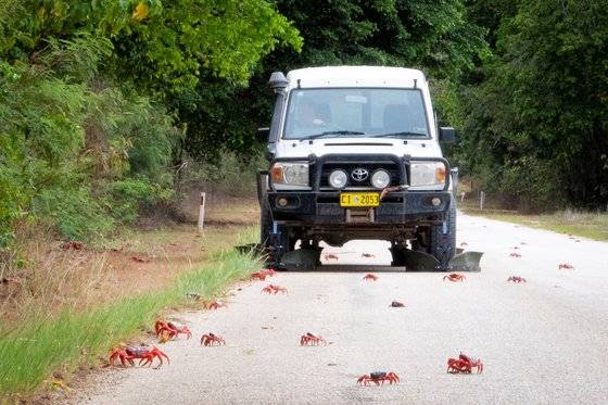 호주 크리스마스섬에서 홍게 로드킬을 막기 위해 바퀴에 방패막이를 설치한 차량이 이동하고 있다. 로이터=연합뉴스