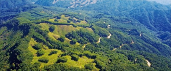 강원 홍천 수하리에 있는 친환경 벌채지. 한국의 친환경 벌채는 벌채 구역의 10% 이상을 벌채하지 않고 남겨두는 군상잔존 방식이다. 산림의 생태·환경적 기능을 유지하고 야생동물에게 서식처를 제공하려는 취지다.  산림청  제공
