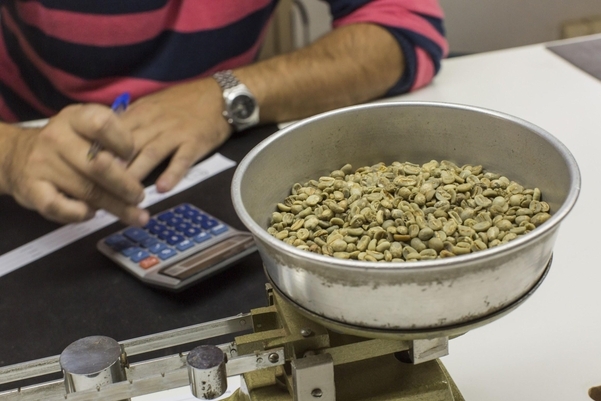 브라질의 커피 거래소에서 직원이 커피 원두의 무게를 재고 있다./블룸버그