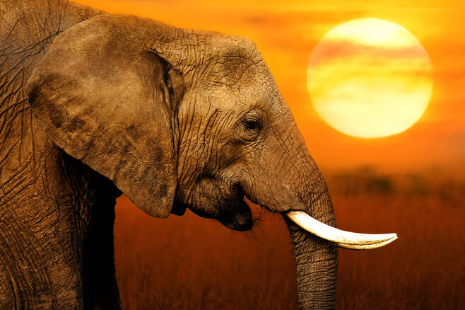 아프리카코끼리 자료 사진=123rf.com