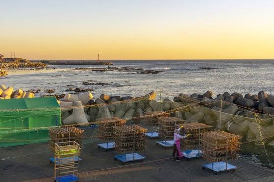 경북 포항은 과메기의 고장이다. 구룡포 삼정리 해변을 걷노라면 해풍 맞으며 꾸덕꾸덕 마르고 있는 꽁치를 쉬이 볼 수 있다.