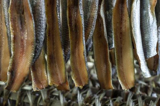 얼린 꽁치는 대나무에 걸어 2~4일 해풍을 맞게 하면 꾸덕꾸덕하고 감칠맛 도는 과메기로 거듭난다. 말린 지 하루 된 꽁치 끄트머리에 기름이 맺혀 있다.