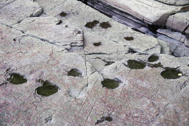 상족암 일대의 공룡 발자국. 네 발로 걷는 중간 크기의 용각류 공룡 발자국 행렬이 선명하다. ⓒ박준규