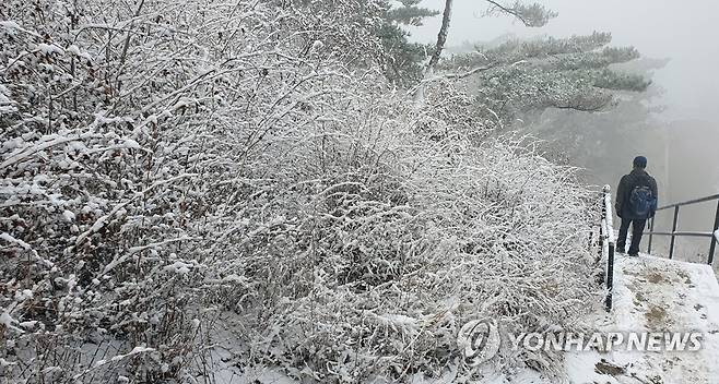 눈꽃 등산 (서울=연합뉴스) 배재만 기자 = 눈이 내린 13일 오전 서울 도심 인왕산을 찾은 등산객이 눈꽃을 즐기며 산행하고 있다. 2020.12.13 scoop@yna.co.kr