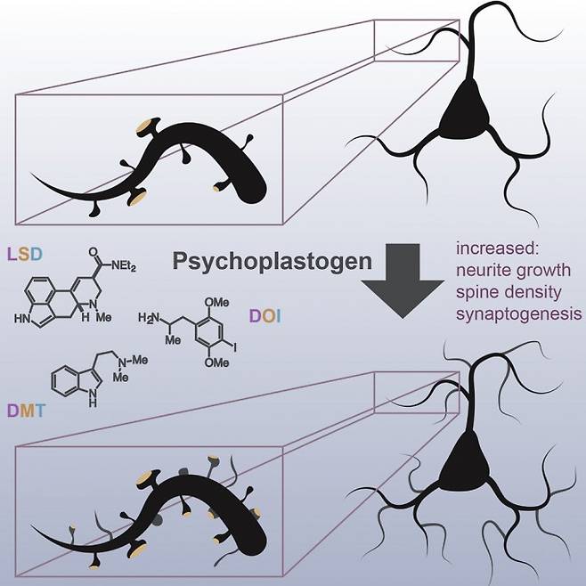 LSD를 비롯한 여러 사이키델릭은 정신가소제(psychoplastogen)로 신경돌기(neurite) 성장과 가시(spine) 밀도, 시냅스생성에 즉각적인 영향을 미친다. 현재 이들 물질의 부작용을 줄인 약물을 설계하는 연구가 활발하게 진행되고 있다. 셀 리포츠 제공