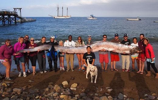2013년 10월 13일 미국 캘리포니아주 연안 산타카탈리나섬 인근에서 발견된 몸길이 약 5.5m의 산갈치 사체 모습.