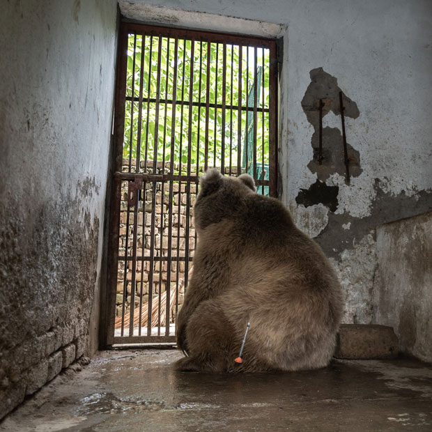 사진=국제동물복지단체 ‘네 발’(Four Paws)