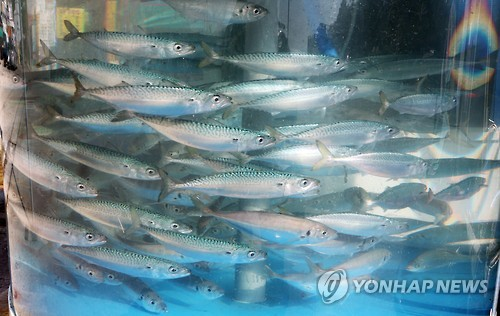 횟집 수족관에 고등어가 빽빽이 들어서 있다. [이미지출처=연합뉴스]